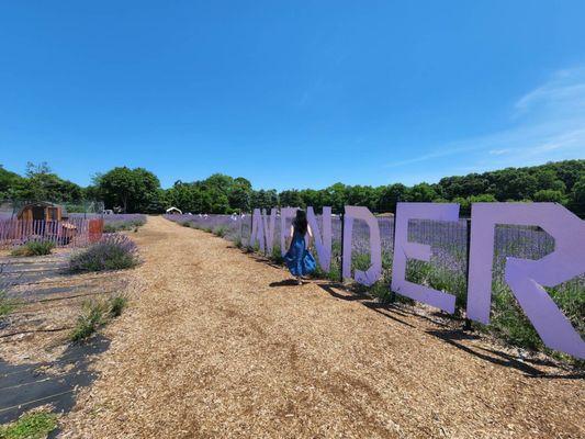 Great photo op spot by the giant LAVENDER sign :)