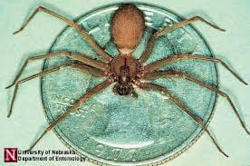 Brown Recluse Spider