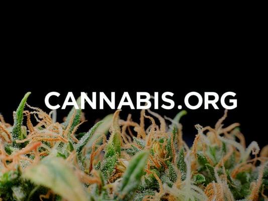 cannabis.org - GrowLife Inc had us build this community call to action website - Completed September 2013