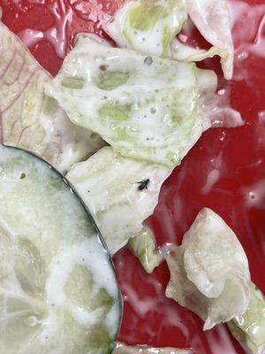 Found a bug in my salad