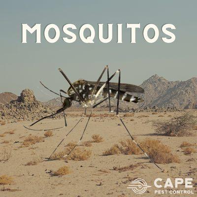 Mosquito treatments
Pest Control Services AZ