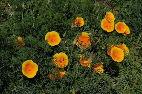 Coastal form poppies.