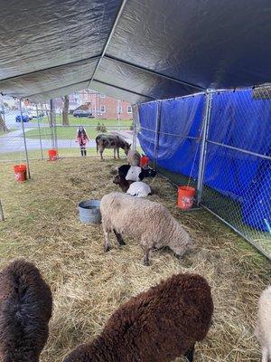 Live animals during the Christmas masses