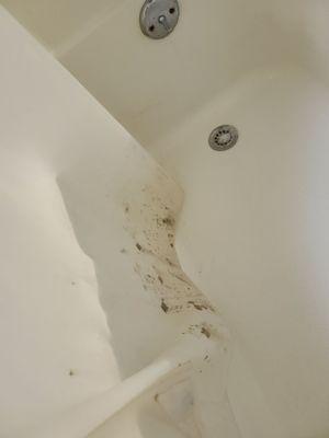 Mold on shower curtain