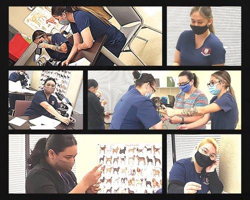 Our VA students learning blood drawing techniques and analyzing samples. Thanks Chewy for "volunteering!"  #vetassisting #careertraining #an