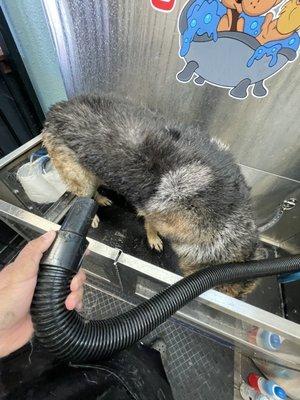 Bath tub for dogs