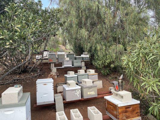 One of Bryan's majestic apiaries where bees can thrive!