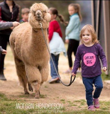 Jeff the Alpaca loves kids!