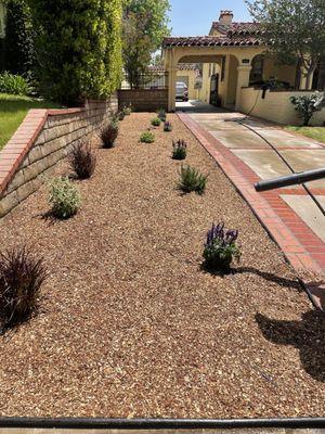 Landscape- Plants with Mulch