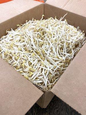 Bean sprouts are selling by box! Can ask for assistant