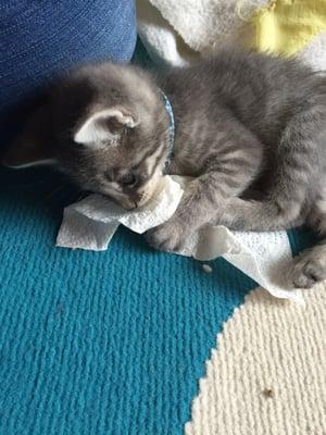 Adorable kitten playing with a paper towel/ignoring the dozen real toys.