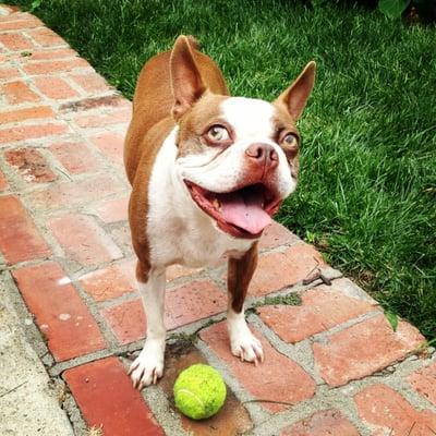 Pet sitters Santa Monica | Mr. Mogies and his tennis ball!