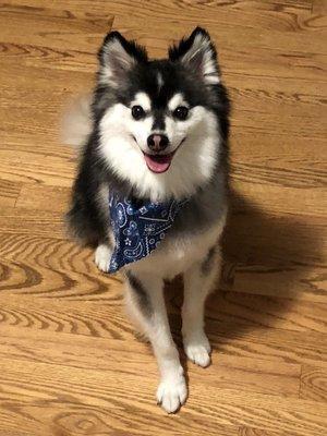 Klee Kai