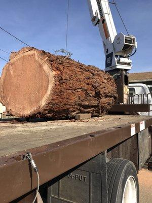 Enormous trees that needed to come out. They did an amazing job!