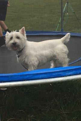 He loves trampolines