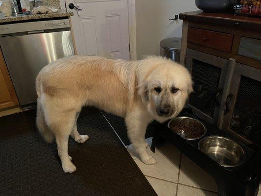 After and helloooooo gorgeous!!! Look how fluffy he is!! Look at the clipped fur on his paws. He's a teddy bear with a wagging tail!