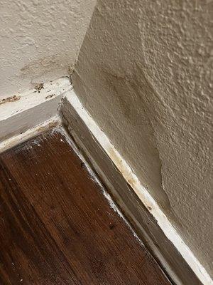 My ongoing mold issue that they act like isn't a big deal.