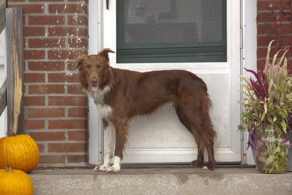 The town dog, fondly referred to as "The Sheriff"