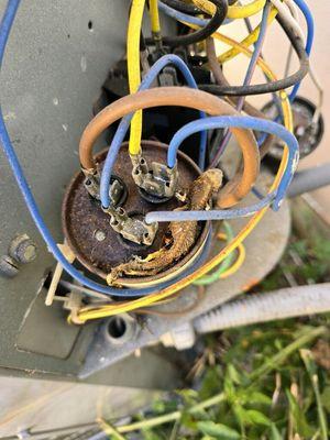 Dead lizard on ac capacitor