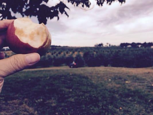 Rinker Orchards