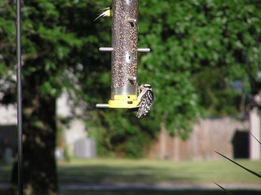 A Downy Woodpecker is an unexpected guest at the Finch Feeder.