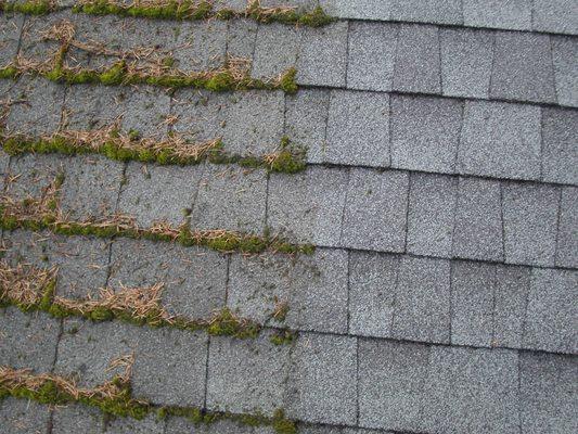 Moss removal and treatment