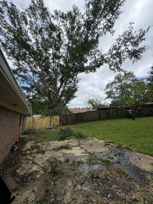 Some of the guys working together to remove the big oak tree that was in a tough spot