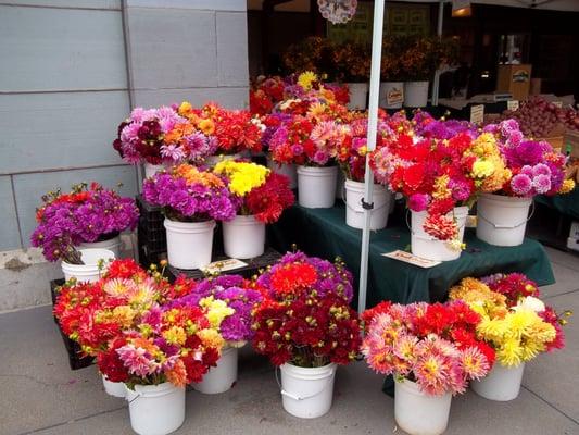 certified organic dahlias at the Saturday Ferry Plaza Farmers Market in San Francisco