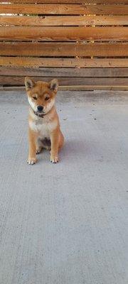 Our 13 week old male shiba inu names Kenji! He's the cutest best dog.