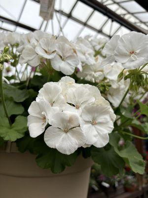 Hanging baskets