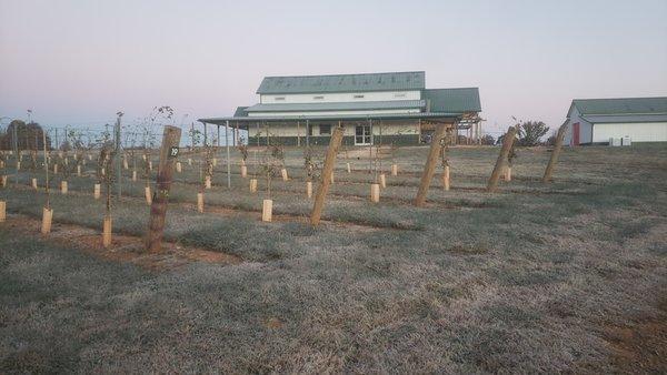 Part of our vineyards at Castello Barone Vineyards and Winery with our tasting room in the background