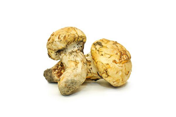 Matsutake