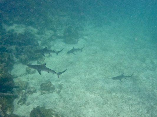 Snorkeling with reef sharks