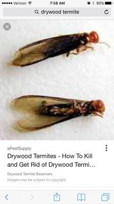 Dry wood termite swarmers