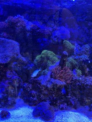 Salt water tank in shop has living coral!!!