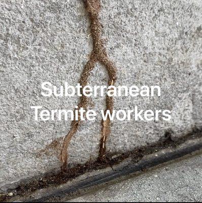 Subterranean Termites