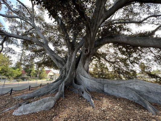 Magnificent fig tree!