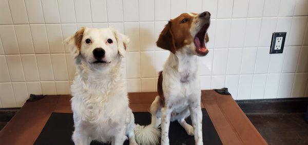 Pickle with his dog best friend at daycare.