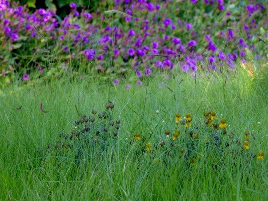 Meadow with wildflowers for pollinators