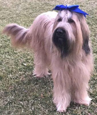 Annabelle, our Briard who got Foxtail in her paws and nose. Smith Vet fixed it.