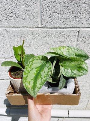 Hoya Kerrii and a Scindapsus Pictus