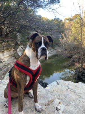 Scooby enjoying a hike after just a few visits with Dr Plummer