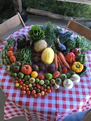 We use organic gardening methods only, have a huge U-PICK garden and offer CSA memberships.