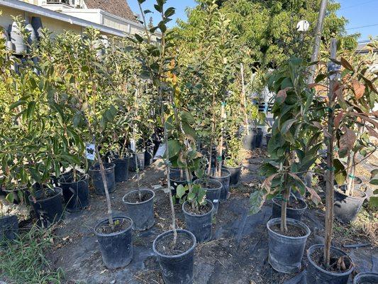 9/24/24 They sell fruit bearing trees/plants, saw papaya for $60 (probably 4 feet, maybe a 15 gal pot? Give or take)