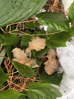 3 robin nestlings