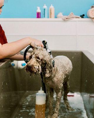 Pupscrub offers full service dog grooming for all size of dogs. In addition, we offer bathing services and nail trims too.