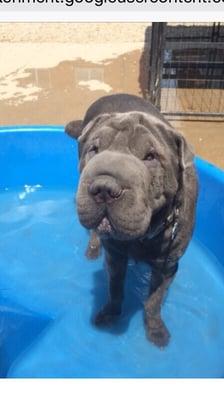 Doggy daycare pool play