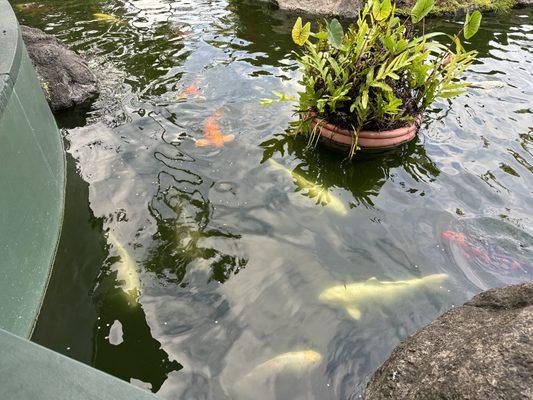 We were seated right next to the koi pond.