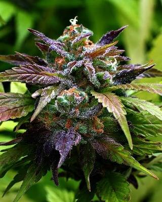 Grand Daddy AK-47