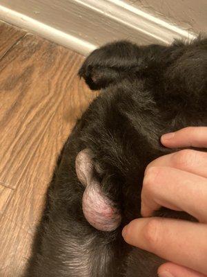 Evidence of razor burn on puppy privates, hair and skin missing on tail